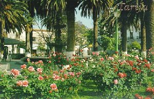 La Naturaleza y la belleza de las flores en nuestra Plaza (31 KB)